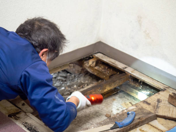 Best Professional Mold Removal  in Ponderosa Park, CO