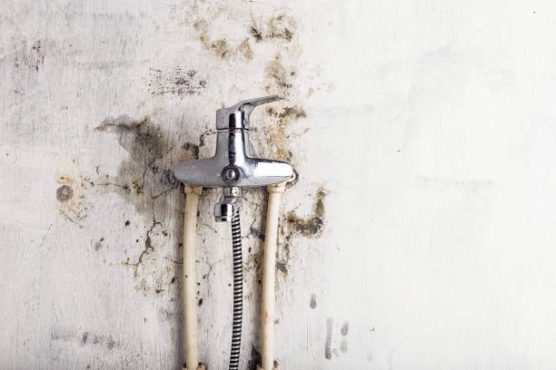 Best Affordable Mold Removal  in Ponderosa Park, CO