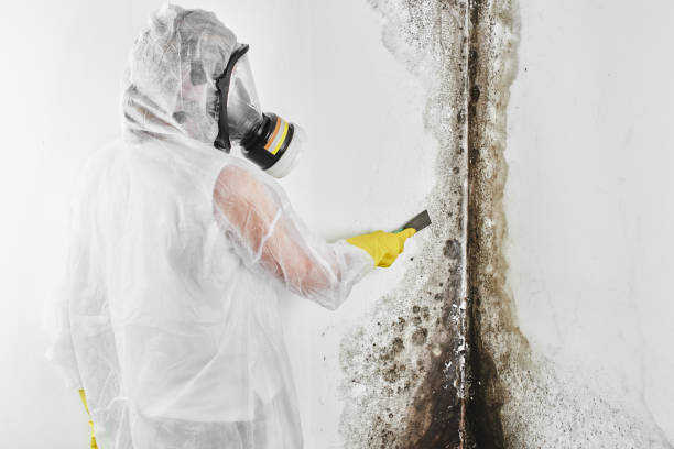 Best Fast Mold Removal  in Ponderosa Park, CO