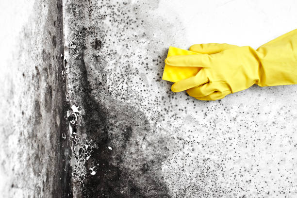 Best Office Mold Removal Services  in Ponderosa Park, CO