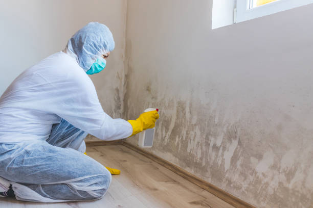 Attic Mold Removal in Ponderosa Park, CO