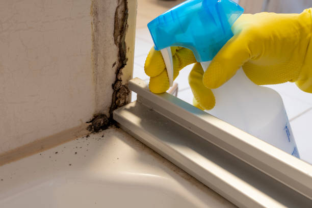 Best Attic Mold Removal  in Ponderosa Park, CO