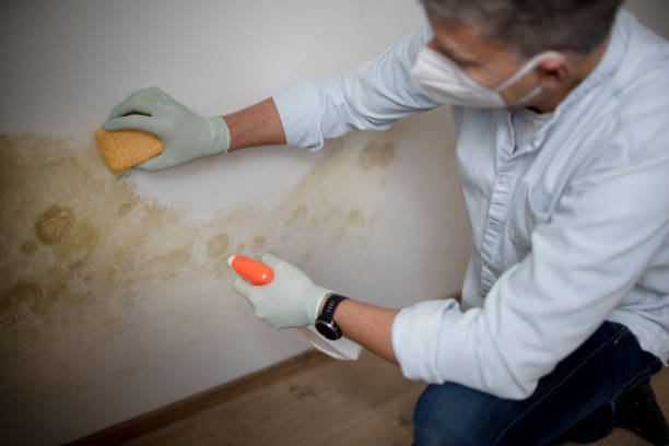 Best Mold Removal and Inspection  in Ponderosa Park, CO