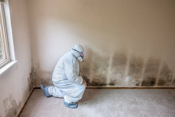 Best Certified Mold Removal  in Ponderosa Park, CO