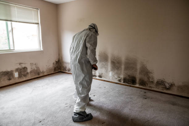 Best Emergency Mold Removal  in Ponderosa Park, CO