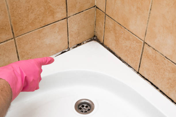  Ponderosa Park, CO Mold Removal Pros