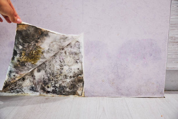 Water Damage Restoration in Ponderosa Park, CO